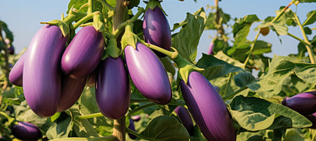 Vibrant eggplants harvest growing on a spacious open plantation under the warm summer sun.の素材