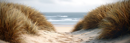 Summer beach with sand dunes and beige plants under sunlight with bokeh backgroundの素材