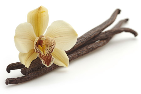 Isolated vanilla pods and orchid flower on white background for aromatherapy and culinary useの素材