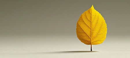 Beautiful white minimalistic abstract autumn background with soft elegant designの素材