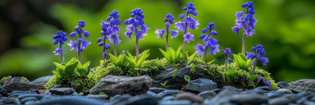 Tranquil spring forest landscape with mossy rocks and tiny flowers, ideal for text placementの素材