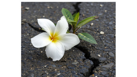 Macro shot of tiny blossom emerging on cracked street symbolizing nature s resilienceの素材