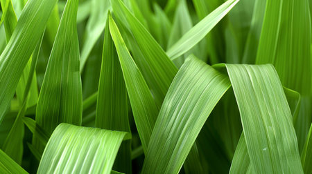 Vibrant greenery in lush spring plantation creates captivating abstract backgroundの素材