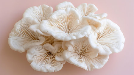 Oyster mushroom pleurotus ostreatus on subtle pastel colored background for aesthetic appealの素材