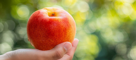 Hand holding ripe nectarine with selection on blurred background, copy space availableの素材