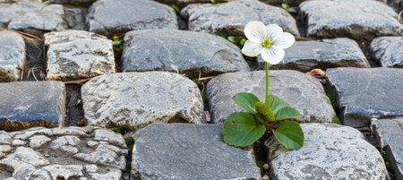 Macro shot of small flower thriving in pavement cleft, showcasing nature s resilience and beautyの素材