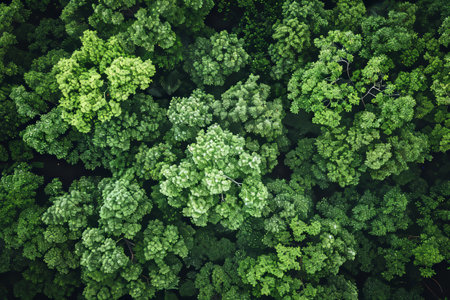 Drone view of lush mangrove forest absorbing co2 for carbon neutrality and emission reductionの素材