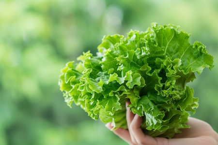 Hand holding fresh lettuce leaves with blurred background for text, selective lettuce assortmentの素材