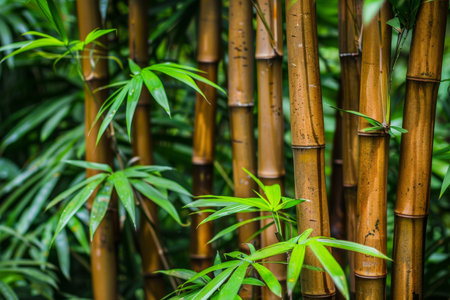 Green Bamboo Canes Thickets. Dense Tropical Jungle. Abstract Natural Exotic Green Background.の素材