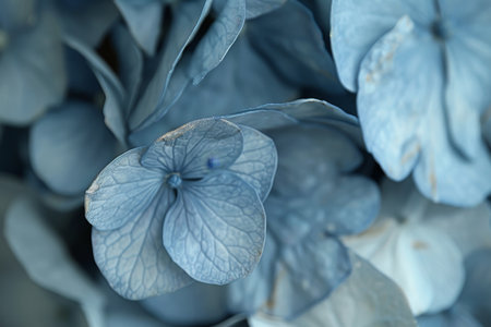 Close Up, Delicate Blue Hydrangea Flowers, Floral Background, Natural Texture, Botanic Patternの素材