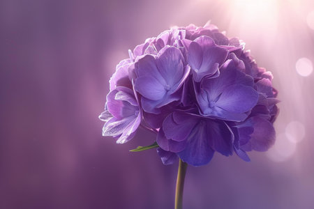 Isolated Purple Hydrangea Bloom on Soft Focus Violet Background, Stunning Floral Photographyの素材