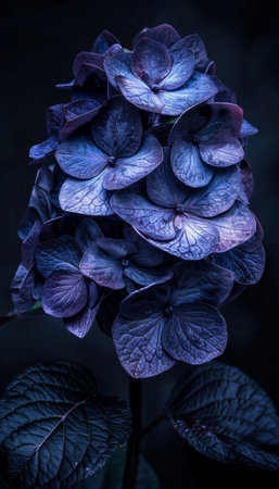 Dark Purple Hydrangea Blossom, Dramatic Chiaroscuro Lighting, Moody Floral Photographyの素材