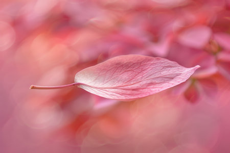 Single Pink Petal, Soft Blurred Floral Background, Minimalist Nature Photography, Spring.の素材