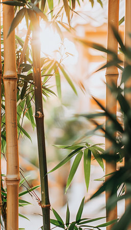 Golden Sunlight Streaming Through Lush Green Bamboo Forest, Tranquil Nature Background.の素材