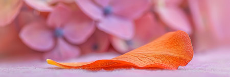 Soft coral orange petal on a blurred delicate background of pink hydrangea in pastel colors macroの素材