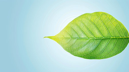 Single Green Leaf on Light Blue Background Close-Up of Veins, Natural Texture, Eco-Friendly Conceptの素材