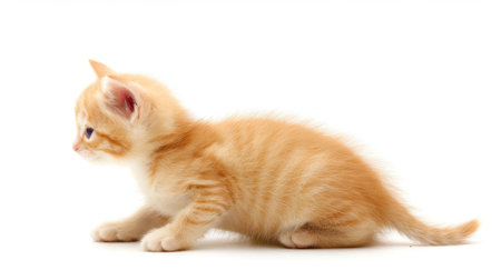 Curious Ginger Kitten, Adorable Little Cat Isolated on a White Background, Perfect for Pet Projects.の素材