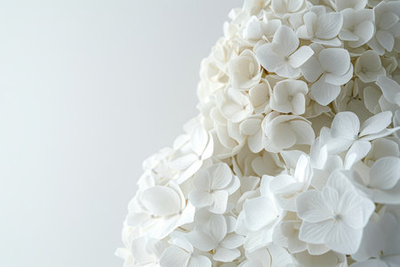 Close Up, Minimalist Image of Delicate White Hydrangea Petals Against a Stark White Background.の素材