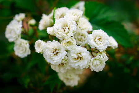 Beautiful and Elegant White Rose Bouquet on a Soft Blurred Green Background in Natural Light