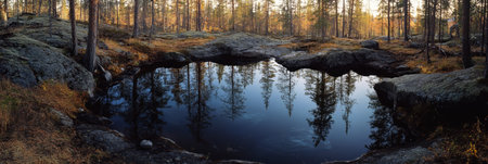 Tranquil Forest Puddle Reflecting Trees At Sunset, SwedenS Beautiful Nature Landscape.の素材