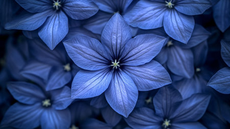 Close-up of Delicate Blue Balloon Flowers, Abstract Floral Background, Macro Petal Patternの素材