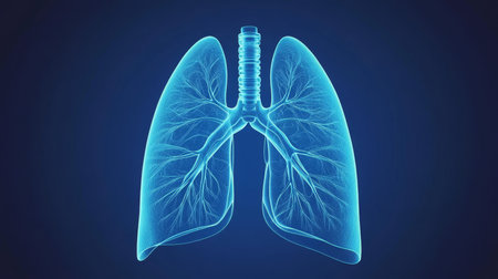 3D Illustration of Human Lungs, Respiratory System Anatomy, Bronchial Tree, Pulmonary Veinsの素材