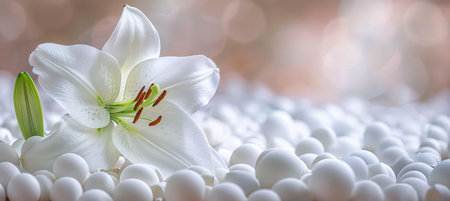 White lily flower on white round objects, close-up view with soft focus and blurred background.の素材