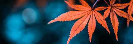 Vibrant Red Japanese Maple Leaves on a Branch Against a Blue Background, Autumn Splendorの素材