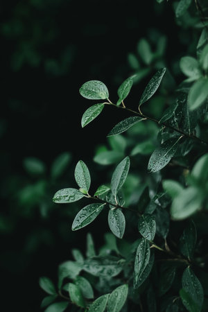 Dark green leaves texture. Abstract natural background with foliage. Tropical plant leaf wallpaper.の素材