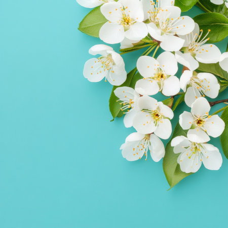 Spring Floral Background. Blooming Cherry Tree Branch with White Flowers on Turquoise, Copy Space.の素材