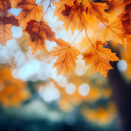 Golden Autumn Leaves Maple Tree Foliage with Bokeh Background and Sunlight, Nature Detailsの素材
