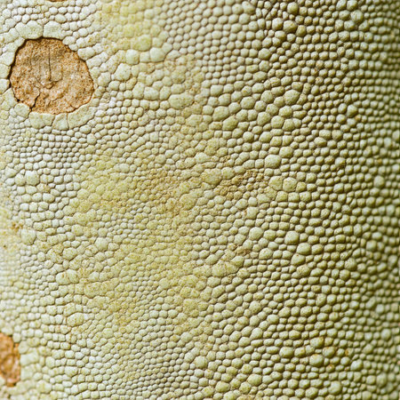 Close-Up, Detailed Texture, Scaly Reptile Skin, Natural Animal Pattern for Design Background.の素材