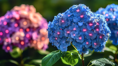 Close-up of Vibrant Blue and Pink Hortensia Flowers in Bloom, with Lush Green Garden Background.の素材