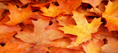 Carpet of Fall Colors A Close-Up View of Vibrant Orange and Yellow Autumn Leaves Piled Together.の素材