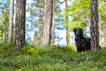 Black dog standing in a lush green forest with a slight smile on its face