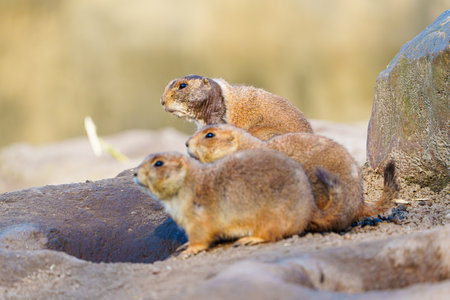 Three alert prairie dogs standing on the rock in the nature looking away