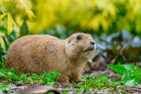 Close-up portrait of an alert prairie dog sitting on the grass and looking away