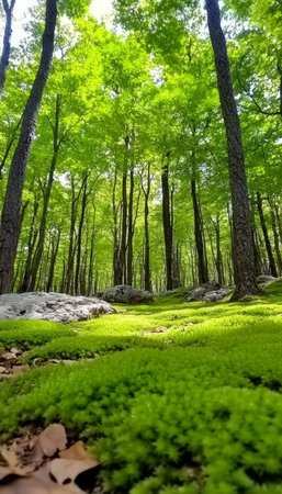Sunbeams Through a Green Forest Canopy, Illuminating a Lush Forest Floor Carpeted in Vibrant Mossの素材