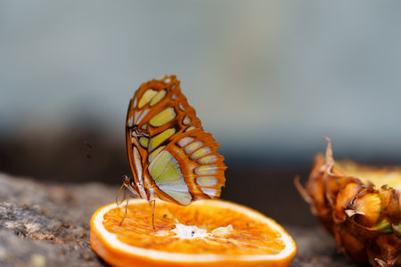 Closeup of a butterfly on an orange slice with pineapple in the backgroundの写真素材