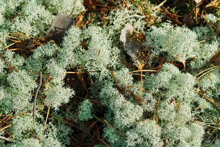 Close-up View of Vibrant Green Lichen Thriving on the Forest Floor in Natural Habitat Environmentの写真素材