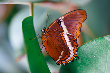 Captivating Orange and Black Butterfly Resting Gracefully on a Lush Green Leaf in Natures Splendor