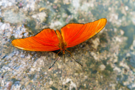 Beautiful orange butterfly with intricate patterns resting on a colorful flower in natural sunlightの写真素材