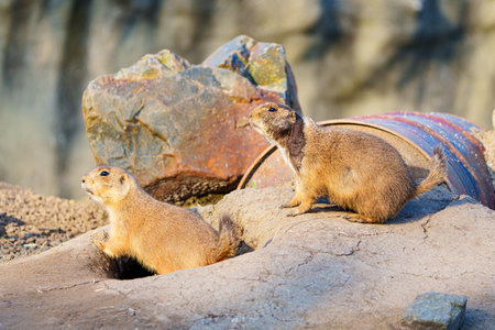 Two cute ground squirrels standing on the rock near the burrow entrance in the sunlightの写真素材