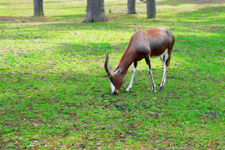 An isolated image of a brown antelope stands gracefully on a lush green lawn.の写真素材
