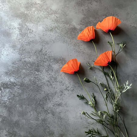 Delicate Orange Poppy Flowers in Bloom on a Grunge Gray Textured Backdrop, Copy Spaceの素材