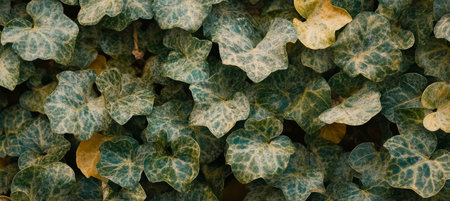 Ivy Leaf Texture, Green and Golden Leaves Background With Close Up Vines Growing On Wallの素材