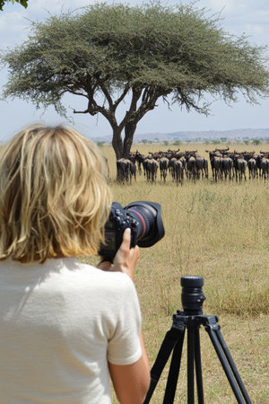 Woman Wildlife Photographer Captures Herd Of Wildebeest On Safari In African Savannahの素材