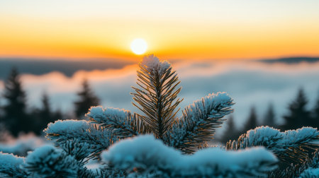 Scenic Winter Sunset, Pine Forest Covered with Snow. Christmas, New Year Greeting Card Backgroundの素材