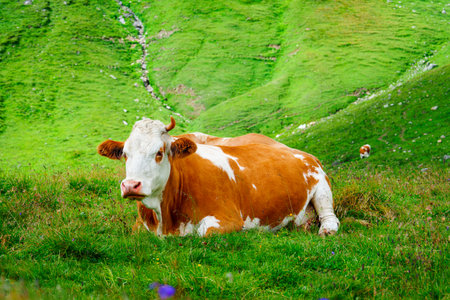 A beautiful brown and white cow peacefully resting in a vibrant green pasture under the sunny sky.の写真素材