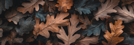 Close-Up Of Colorful Autumn Oak Leaves, Natural Fall Background Or Texture From Aboveの素材